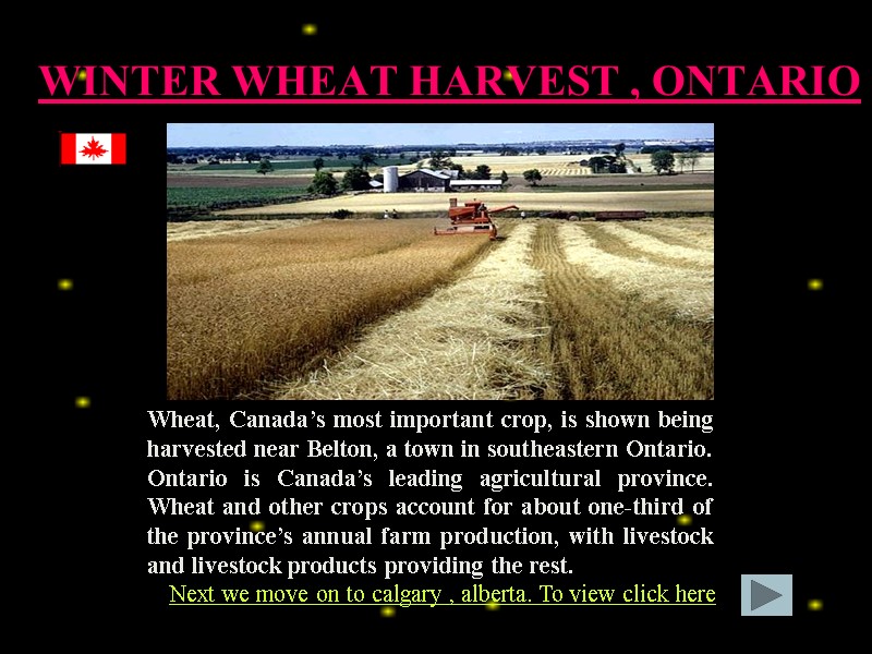 WINTER WHEAT HARVEST , ONTARIO Wheat, Canada’s most important crop, is shown being harvested